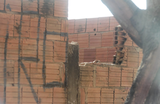Pitbull foge por buraco em muro, assusta moradores e mata cachorro na rua