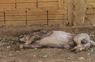 Pitbull foge por buraco em muro, assusta moradores e mata cachorro na rua