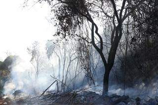 Fogo na vegetação do Parque dos Poderes só foi controlado na madrugada desta sexta. (Foto: Henrique Kawaminami)