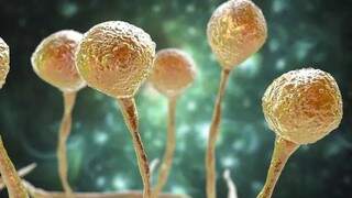 Imagem microscópica do fungo, que pode atacar pacientes internados pelo coronavírus. (Foto: BBC)