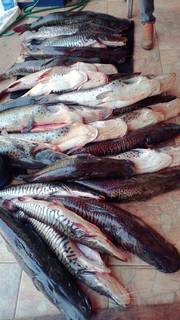 Homem &eacute; preso com 240 kg de pescado nobre e multado em R$ 10 mil