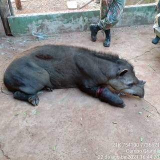 Animal com a pata machucada; por pouco, armadilha não decepou um dos membros da anta. (Foto: Divulgaçãp/PMA)