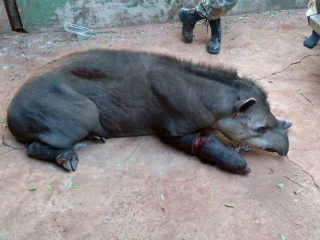 V&iacute;tima de armadilha, anta de 200 kg quase tem pata decepada