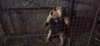Animal foi alocado em gaiola para poder ser transportado até atendimento veterinário. (Foto: Divulgação/PMA)