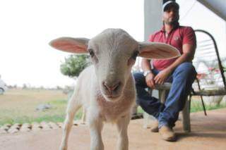 Dolly é uma ovelha muito simpática, que foi rejeitada pela mãe, mas ganhou o amor de Kristiano. (Foto: Marcos Maluf)