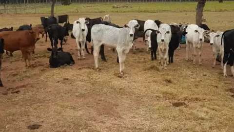 Dupla contratada para furtar 75 cabeças de gado é presa logo após “serviço”