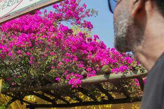 Florada da primavera enche de colorido as ruas de Campo Grande. (Foto: Marcos Maluf)