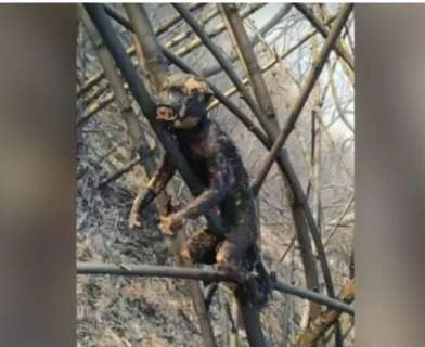 Policiais e bombeiros sepultam macaco encontrado carbonizado 