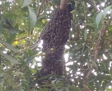 Ataque de abelhas em duas regi&otilde;es do Nova Lima assusta moradores 