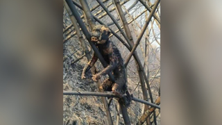 Macaco encontrado morto carbonizado em árvore. (Foto: Divulgação/Corpo de Bombeiros)