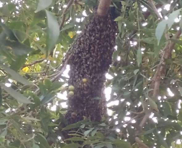 Ataque de abelhas em duas regi&otilde;es do Nova Lima assusta moradores 