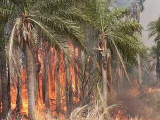 Incêndio às margens da MS-134 nesta quarta-feira (25), entre Batayporã e Porto São José. (Foto: Jornal da Nova)