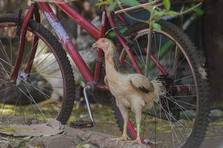 No quintal, na calçada e nas ruas, as galinhas vivem soltas em várias partes da cidade. (Foto: Marcos Maluf)