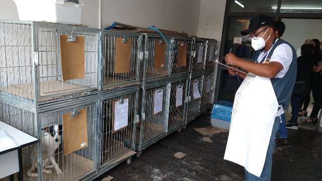 V&iacute;timas de maus-tratos, c&atilde;es resgatados passam por castra&ccedil;&atilde;o para serem adotados