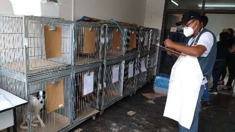 Vítimas de maus-tratos, cães resgatados passam por castração para serem adotados