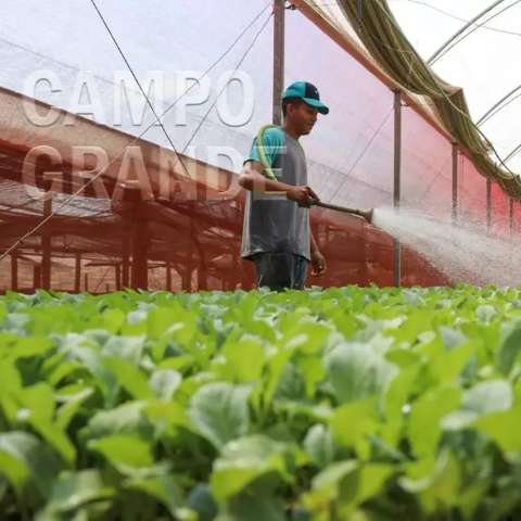  Capital mant&eacute;m cintur&atilde;o verde com gente produzindo 1 milh&atilde;o de mudas por semana