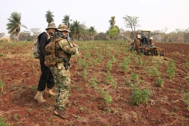 A&ccedil;&atilde;o conjunta contra tr&aacute;fico destr&oacute;i 29 hectares de maconha no 1&ordm; dia