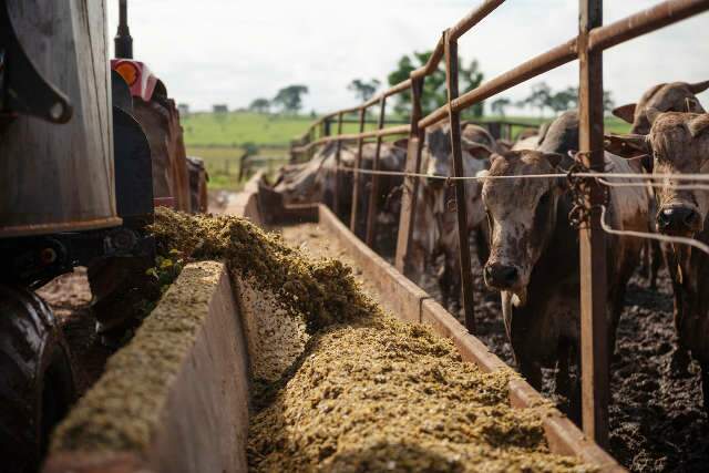 Alta do milho: quais alternativas para otimizar o uso na nutrição animal?