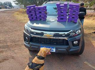 C&atilde;o farejador encontra 50 kg de maconha escondida em &ocirc;nibus de viagem