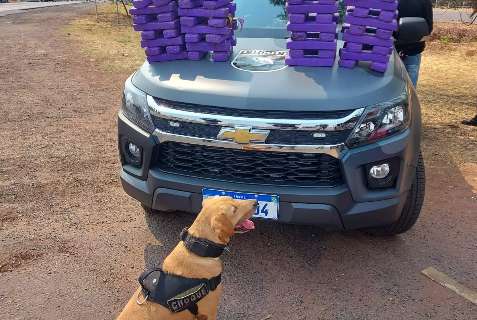 C&atilde;o farejador encontra 50 kg de maconha escondida em &ocirc;nibus de viagem