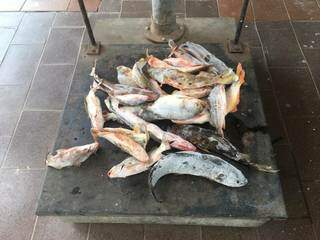 Peixes estavam armazenados em acampamento de ônibus. (Foto: Divulgação/PMA)