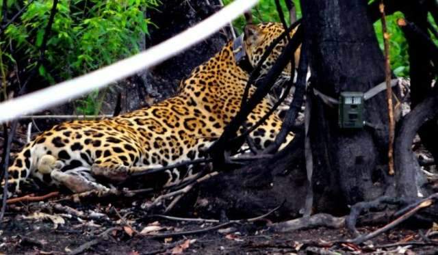 Sobrevivente do &ldquo;Pantanal em chamas&rdquo;, on&ccedil;a volta a ca&ccedil;ar e anda 8 km por noite 