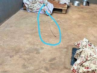 "Cão fugia direto" porque vivia preso em cubículo, diz homem que matou pitbull "Cão fugia direto" porque vivia preso em cubículo, diz homem que matou pitbull