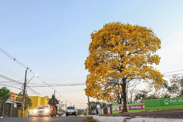 Ap&oacute;s dias de tr&eacute;gua, semana come&ccedil;a com calor&atilde;o de at&eacute; 40&ordm;C em MS