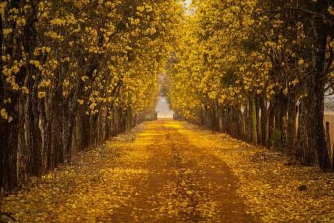 Caminho com 500 ipês amarelos encanta e vira xodó de fazendeiro