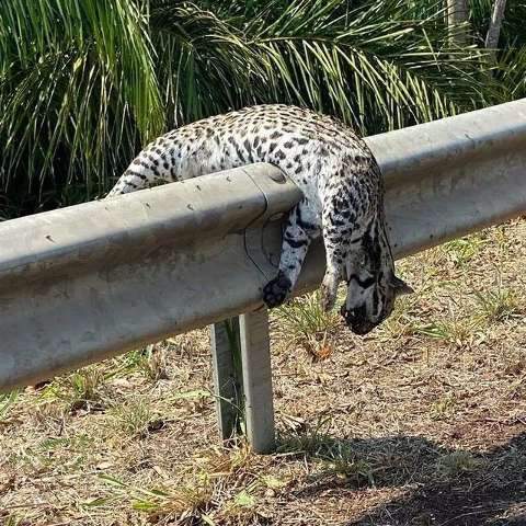 Jaguatirica morta na BR-262 &eacute; s&iacute;mbolo do tr&aacute;fego intenso e fuga das queimadas