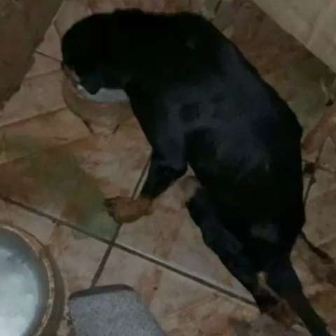 Cachorra &eacute; resgatada e homem preso em flagrante por maus-tratos