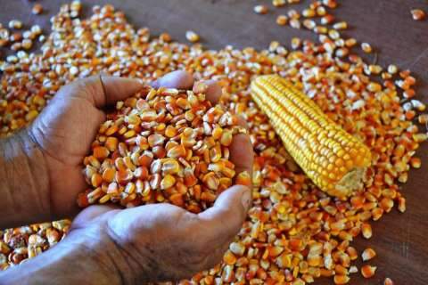 Leilões de milho para abastecer pequenos criadores devem iniciar em setembro