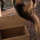 Tamanduá-mirim é capturado dentro de residência em Rio Negro