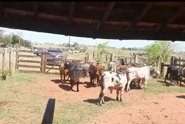 Pol&iacute;cia recupera R$ 69 mil em cabe&ccedil;as de gado furtadas