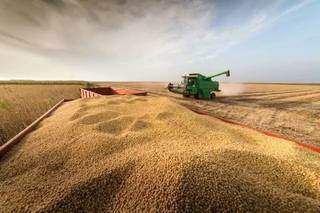 Produção de milho vem sofrendo grandes perdas por causa da forte seca que atinge MS. (Foto: Arquivo/Reprodução)