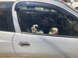 Animais ficaram nervosos dentro do carro quando alarme disparou (Foto: Mariely Barros)