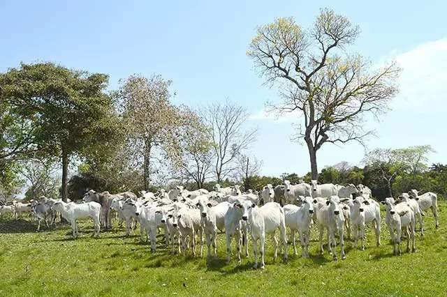 OPERAÇÃO VACA LOCA