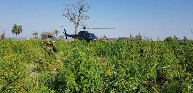 Opera&ccedil;&atilde;o com apoio brasileiro destr&oacute;i 673 toneladas de maconha na fronteira