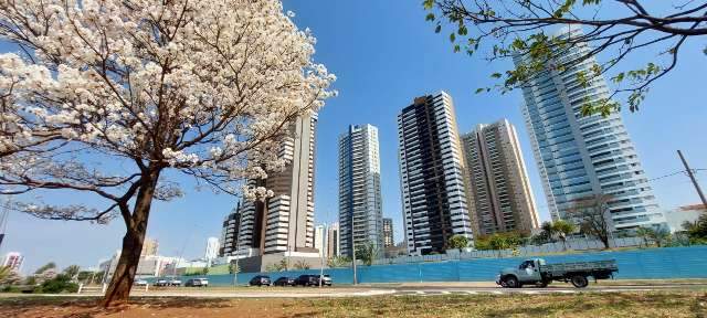 Ip&ecirc;s brancos se espalham pela cidade e indicam &uacute;ltimas floradas do ano