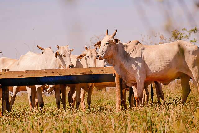 Apesar de casos de “vaca louca”, Famasul não vê impacto na produção local