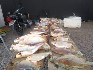 Peixes foram apreendidos pela PMA (Polícia Militar Ambiental), em Bataguassu. (Foto: Divulgação/PMA)