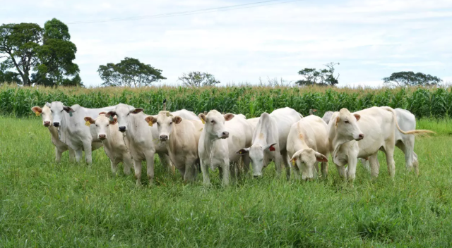 Voc&ecirc; acha que os casos de &quot;vaca louca&quot; ir&atilde;o afetar pre&ccedil;o da carne?