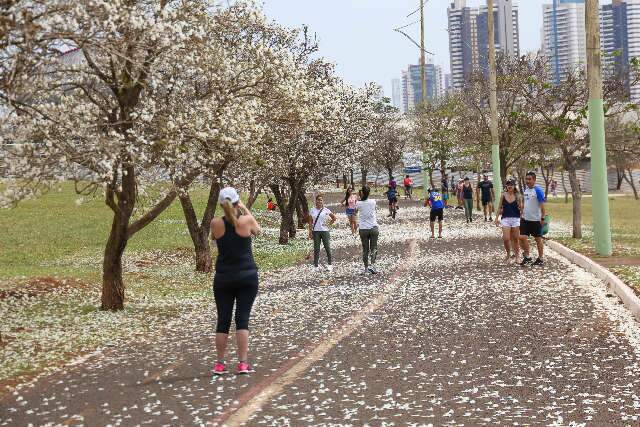 Em florada dupla, ip&ecirc;s colorem Parque das Na&ccedil;&otilde;es Ind&iacute;genas