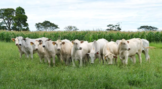 Dois casos de &#34;vaca louca&#34; foram identificados no Brasil. (Foto: Divulgação/Embrapa)