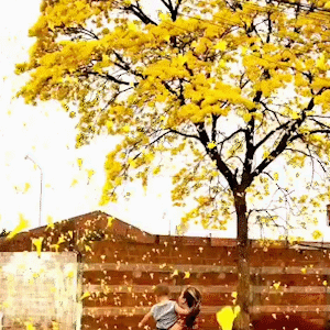Família se emociona ao ser pega de surpresa com “chuva de ipê amarelo”