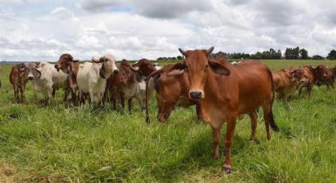 Casos de mal da vaca louca não são risco à produção bovina, diz OIE