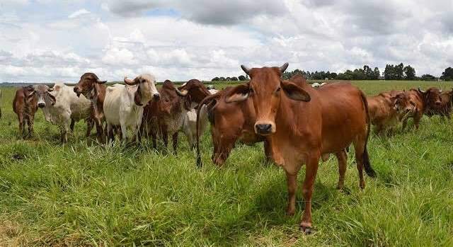 Casos de mal da vaca louca n&atilde;o s&atilde;o risco &agrave; produ&ccedil;&atilde;o bovina, diz OIE