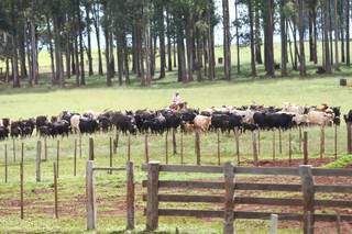 Gado bovino em propriedade rural em Mato Grosso do Sul. (Foto: Arquivo/Campo Grande News)