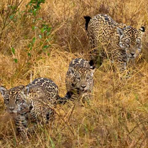 V&iacute;deo mostra on&ccedil;a &quot;Gatuna&quot; com filhotes no Pantanal sul-mato-grossense