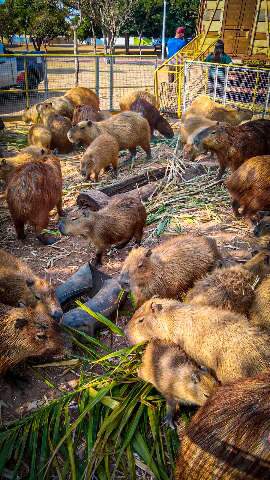 Com a seca na Lagoa Maior, 42 capivaras ganham novo lar em parque 